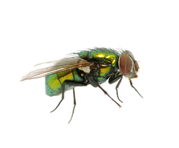 зеленая муха
 - Фото, изображение