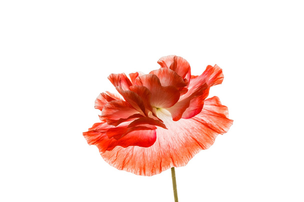 Pink poppy flower - Fotoğraf, Görsel