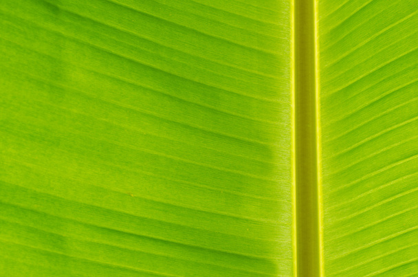 Banana Leaf-08 - Foto, afbeelding