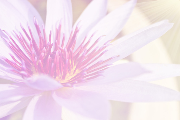 beautiful lotus flower background, Symbol of nature - Fotoğraf, Görsel