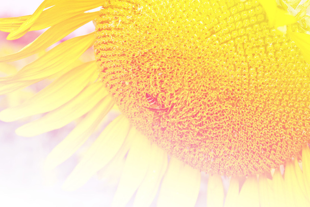 sunflower flower background - Photo, Image