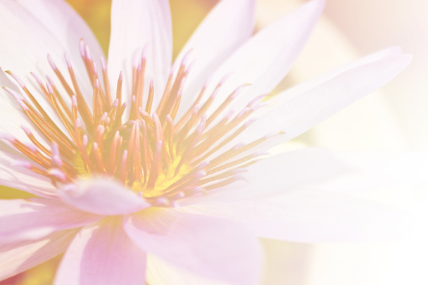 beautiful lotus flower background, Symbol of nature - Valokuva, kuva