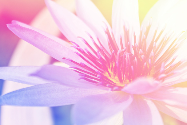beautiful lotus flower background, Symbol of nature - Фото, изображение