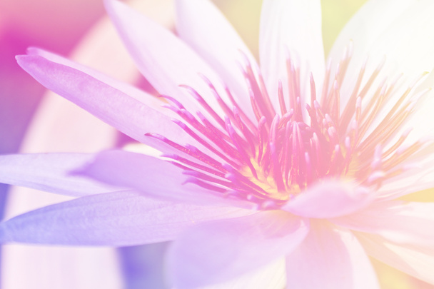 fundo bonito flor de lótus, Símbolo da natureza
 - Foto, Imagem