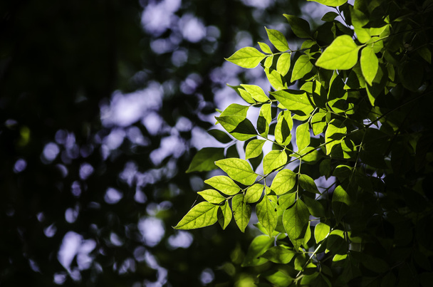 Light shine at leaf on tree - Foto, Imagen