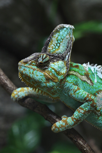 Wild Veiled chameleon - Foto, Imagen