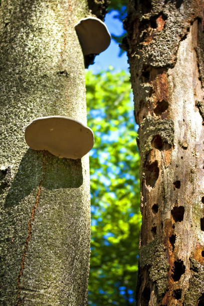 Trunks in the forest, hollows tree and fungi - Foto, Bild