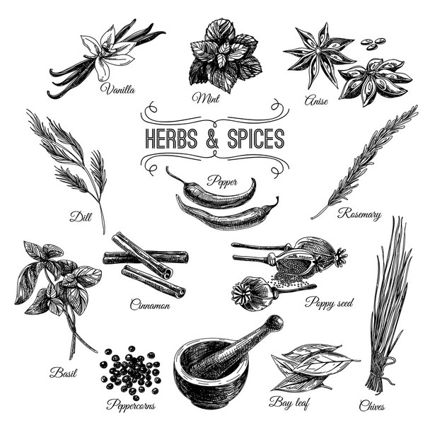 Vector hand drawn set with Herbs Spices. Illustrations collectio - Vector, imagen