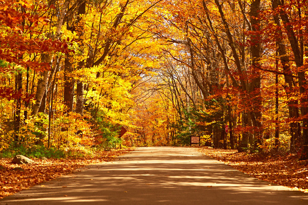 Осенняя сцена с дорогой - Фото, изображение