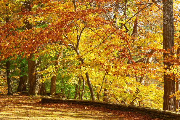 Letchworth State Park im Herbst - Foto, Bild