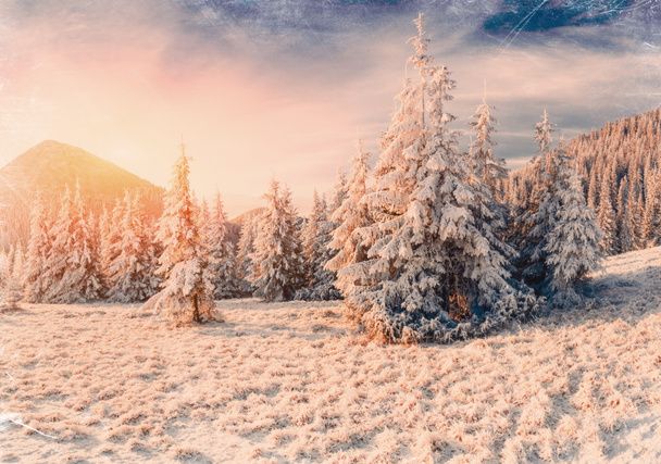 krajobraz zimy ze śniegiem gór Karpat, Ukraina.  - Zdjęcie, obraz