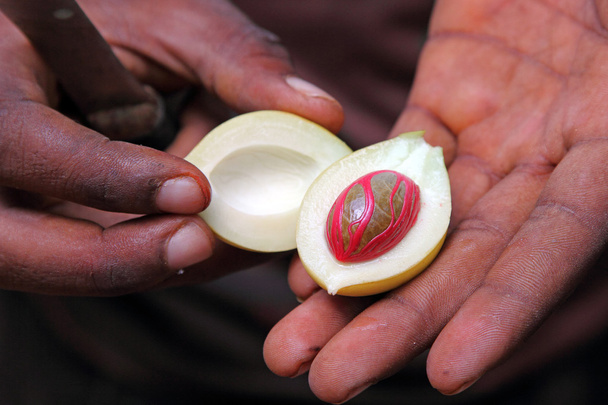 Свежие фрукты мускатного ореха на руке мужчины
 - Фото, изображение