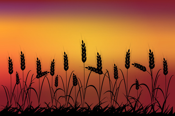 収穫。農業であります。小麦の穂。自然な背景。フィールド。粒 - ベクター画像