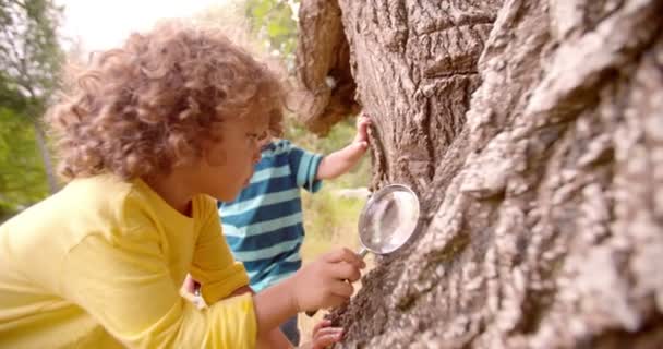 Jongens verkennen van de natuur met Vergrootglas - Video