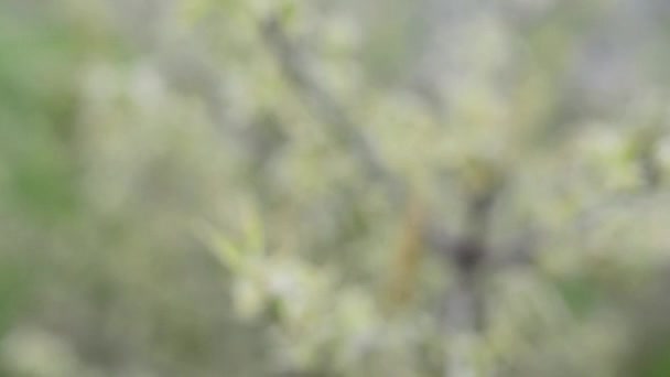 Cornus alba - Imágenes, Vídeo
