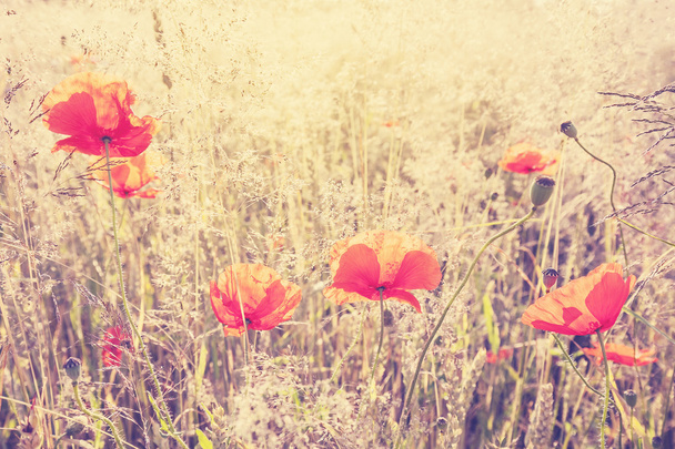 Vintage tónusú pipacs virágok a rét, a sekély mélységélesség. - Fotó, kép