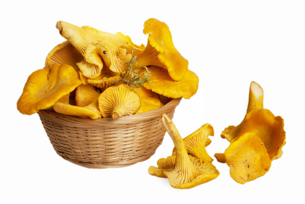 Chanterelle mushrooms - 写真・画像