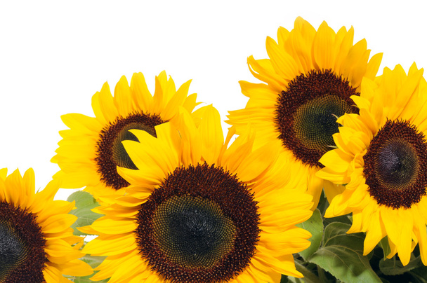 Sunflowers - Фото, изображение