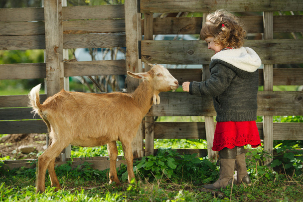 little girl feeding goat in the garden - Zdjęcie, obraz