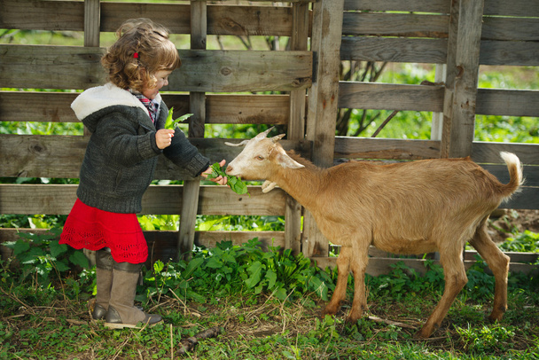 little girl feeding goat in the garden - Foto, Bild