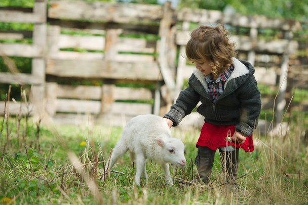 girl with lamb on the farm - 写真・画像