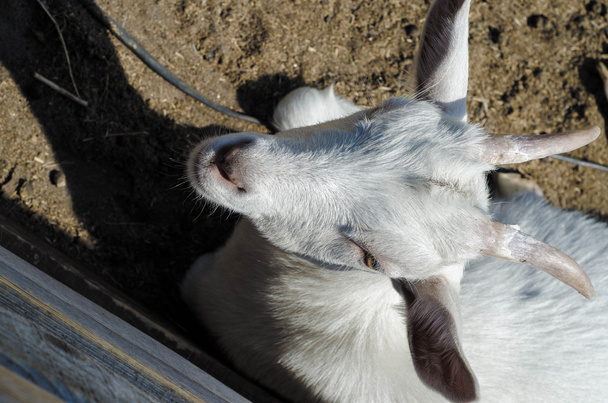 Portrait de jeune chèvre blanche drôle regardant directement à la caméra
 - Photo, image