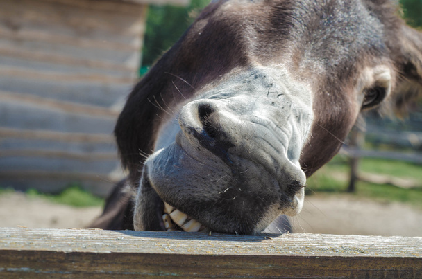 Funny donkey eating a pice of wood from the fence at a farm - Photo, image