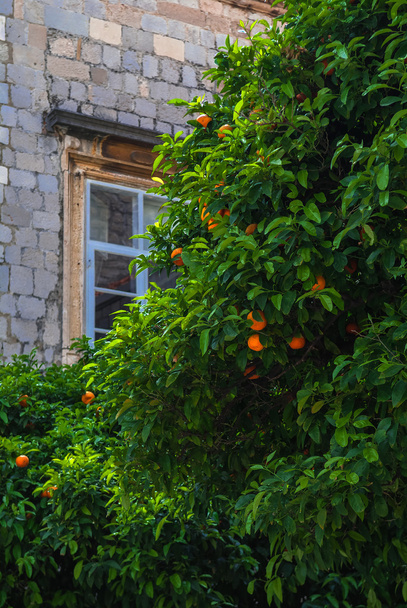 orange tree - Photo, Image