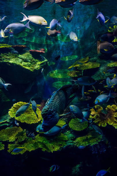 tropical fish - Photo, Image