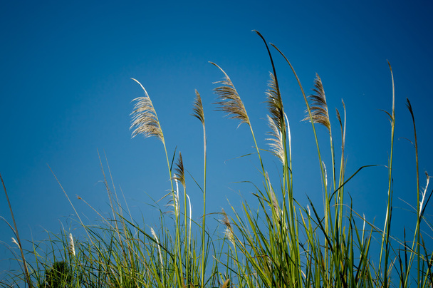 tropické trávy - Fotografie, Obrázek
