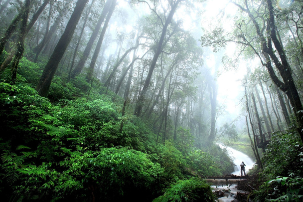 Prachtige waterval met mist in regenwoud, Chiang Mai, Thailan - Foto, afbeelding