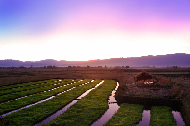 Twilight zonsondergang met paddy veld in platteland van Chiang Mai, T - Foto, afbeelding