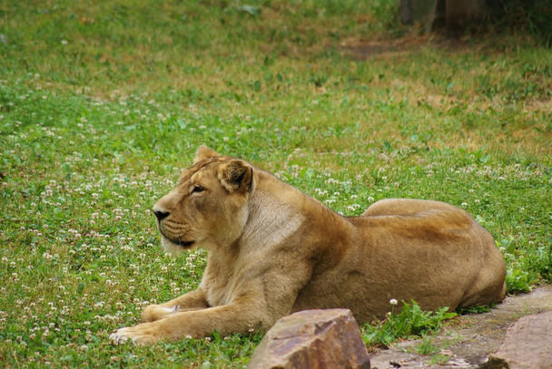 Lioness laying - Fotografie, Obrázek