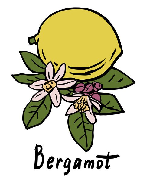 Bergamott gyümölcs - Vektor, kép