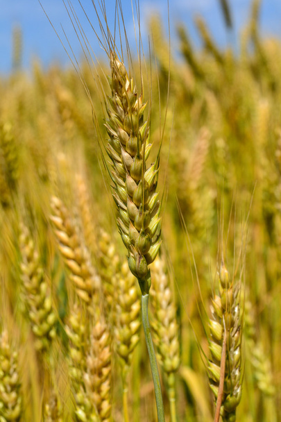 klas pšenice - Fotografie, Obrázek