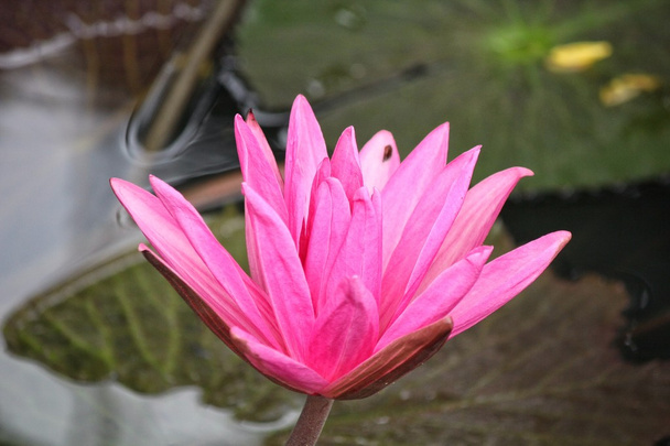 Flores de lótus rosa
 - Foto, Imagem