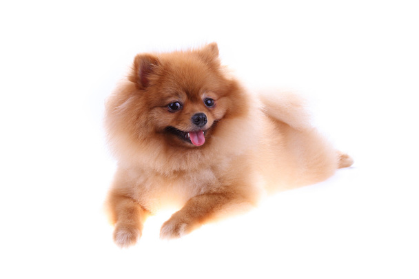 ruskea pomeranian koira eristetty valkoisella taustalla - Valokuva, kuva