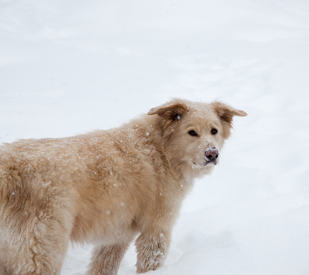 puszyste psa w śniegu - Zdjęcie, obraz