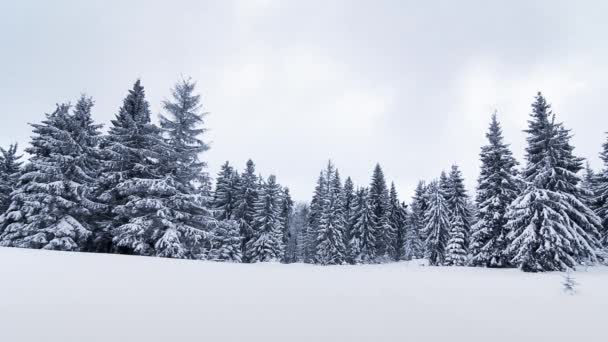 hermoso paisaje de invierno con árboles cubiertos de nieve - Metraje, vídeo
