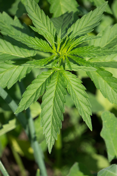 Cannabis plant - Fotografie, Obrázek