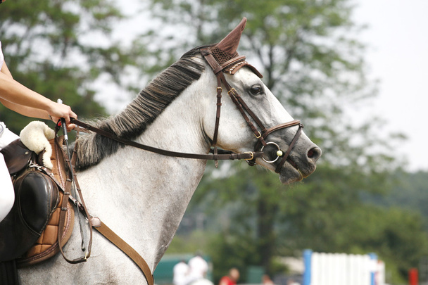 Rosto de um belo cavalo de corrida de raça pura na competição de salto
 - Foto, Imagem