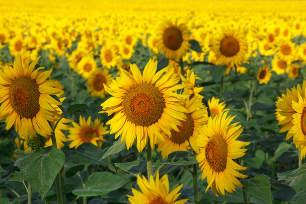zonnebloemen veld - Foto, afbeelding