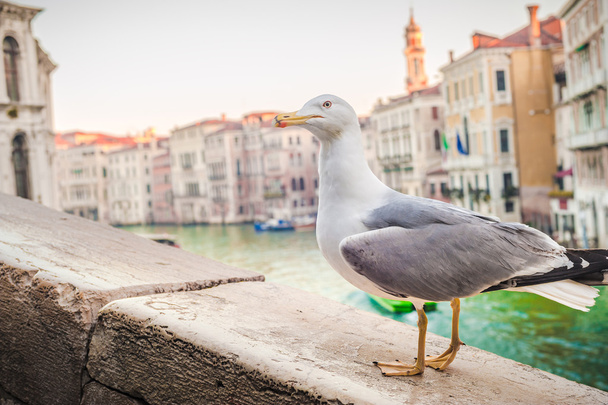Venetian albatross resting against the landscape of Venice. - Photo, Image