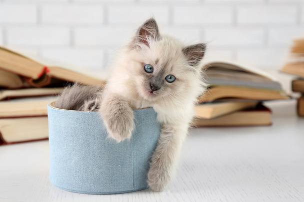 Cute little cat with books - Φωτογραφία, εικόνα