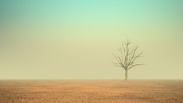 Un arbre mort solitaire dans un désert
 - Photo, image