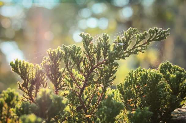 Juniperus Procumbens - Photo, Image