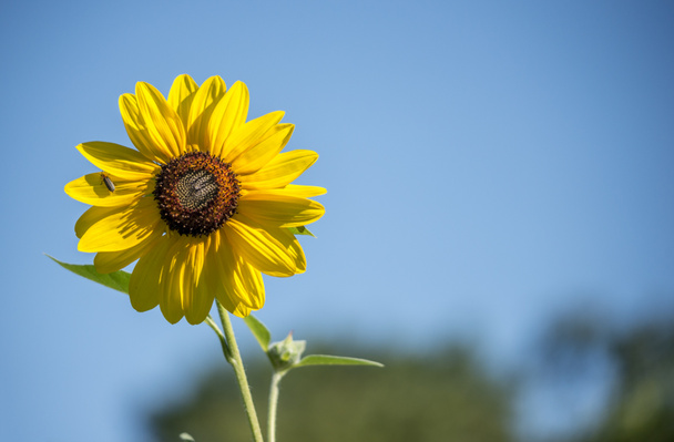 Helianthus of zonnebloemen - Foto, afbeelding