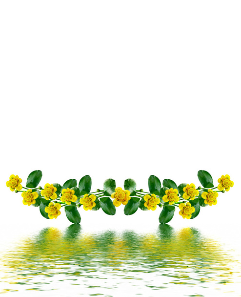 Κίτρινο λουλούδι κρίνου απομονωμένο σε λευκό φόντο - Φωτογραφία, εικόνα