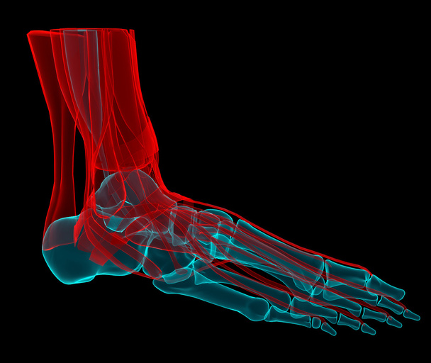 3D-Illustration eines Fußes mit Knochen und Sehnen - Foto, Bild