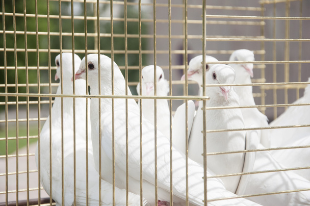 witte duiven op een zonnige dag in een houten kooi - Foto, afbeelding